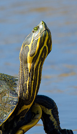 Red Eared Terrapin