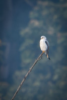 Black-winged Kite