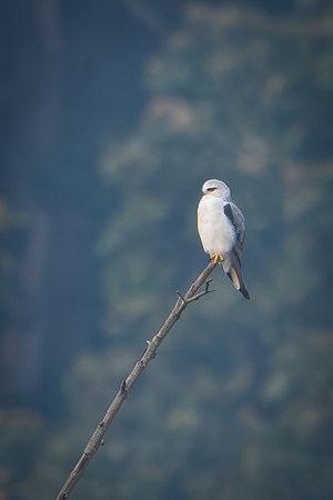 Black-winged Kite