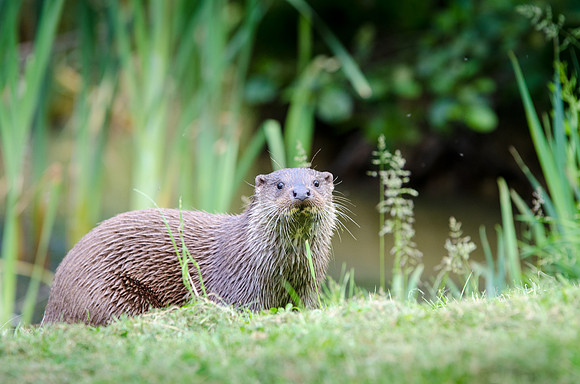 Otter-1