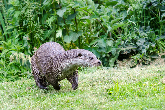 Otter-2