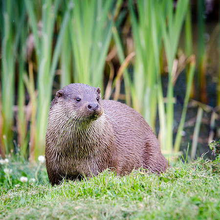 Otter-3