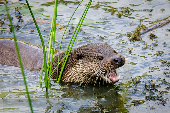 Otter-4