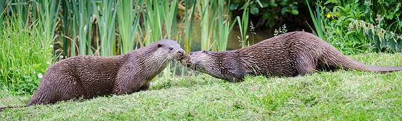 Otters