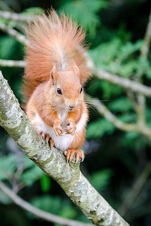 Red Squirrel-1