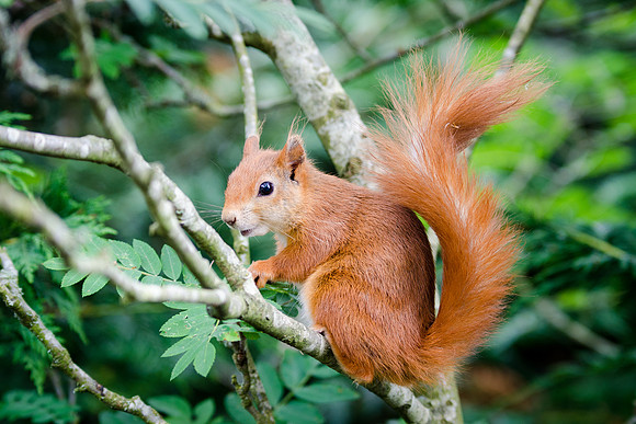 Red Squirrel-2