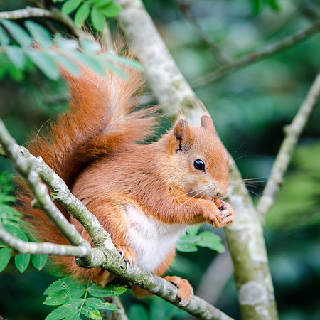 Red Squirrel-3