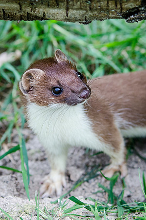 Stoat-1
