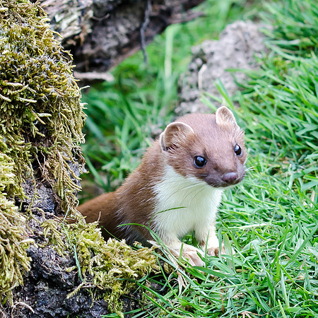 Stoat-2