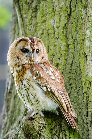 Tawny Owl