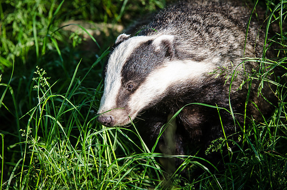 Badger