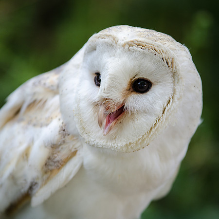 Barn Owl