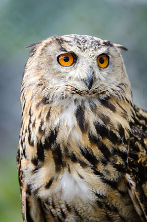Eagle Owl