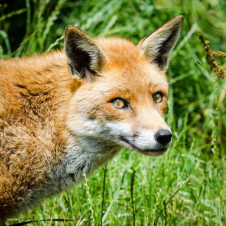 Fox-1