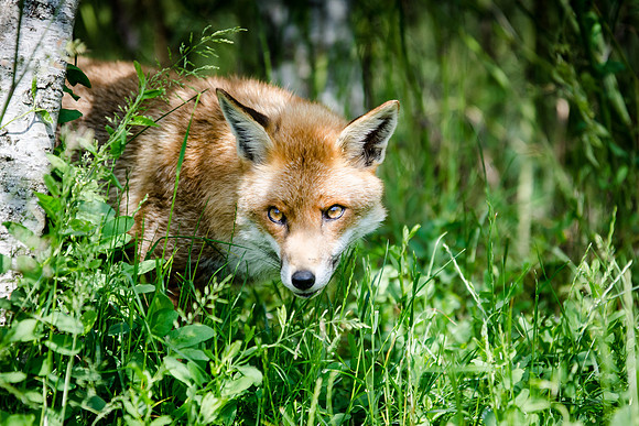 Fox-2