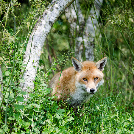 Fox-3
