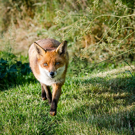 Fox-4