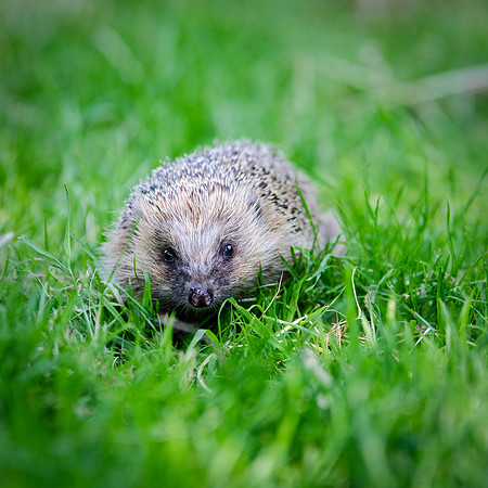 Hedgehog-2