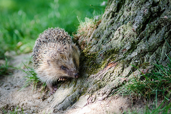 Hedgehog-1