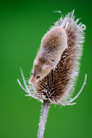 Harvest Mouse-1