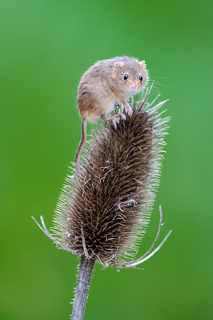 Harvest Mouse-2