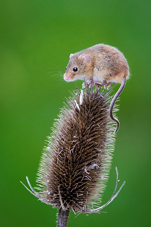 Harvest Mouse-3