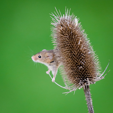 Harvest Mouse-4