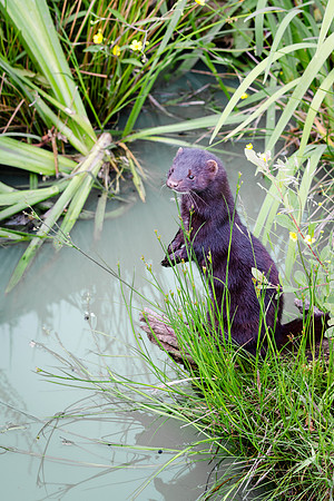 Mink