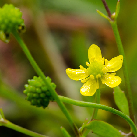 Badgeworth Buttercups - 4