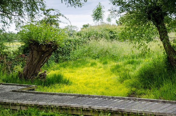Badgeworth Buttercups - 1