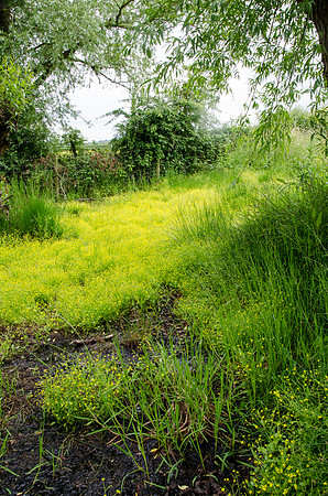 Badgeworth Buttercups - 2