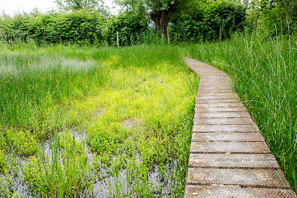 Badgeworth Buttercups - 3