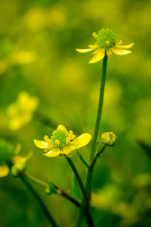 Badgeworth Buttercups - 6