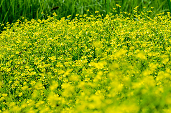 Badgeworth Buttercups - 9