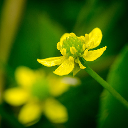 Badgeworth Buttercups - 5