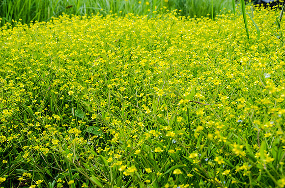 Badgeworth Buttercups - 7