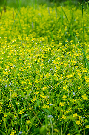 Badgeworth Buttercups - 8