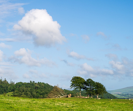 Newton Stewart -5