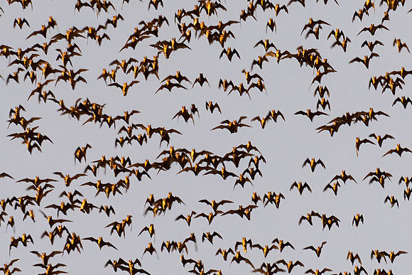 Bat Exodus -6