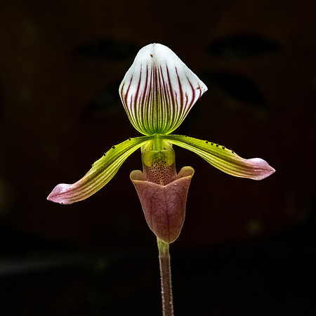 Kinabalu Orchid