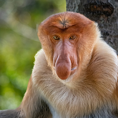 Proboscis Monkey -4