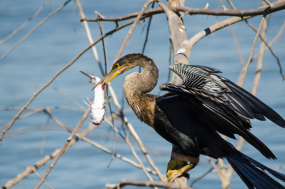 Anhinga with Fish -2