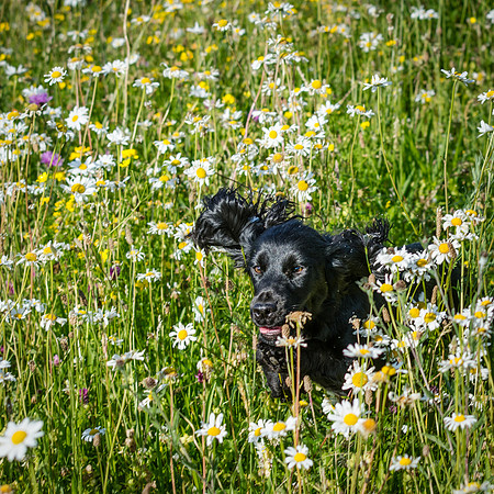 Dog and Daisies