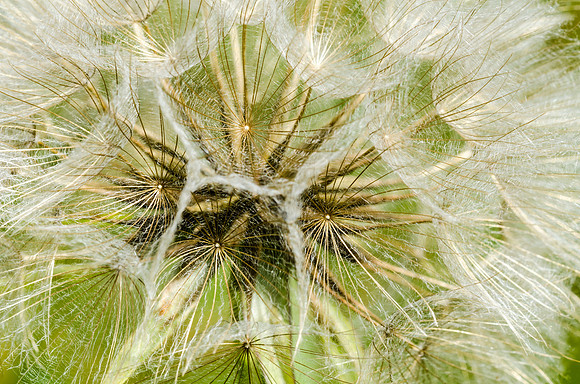 Goatsbeard Seed Ball