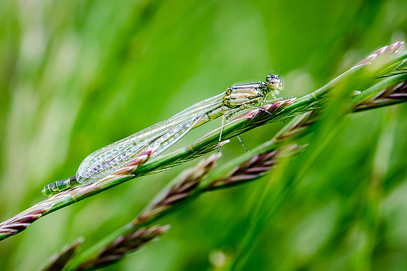 Emerald Damselfly