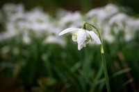 Colesbourne-2