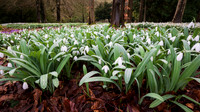 Colesbourne-4