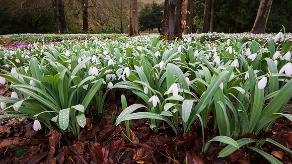 Colesbourne-4