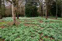 Colesbourne-3