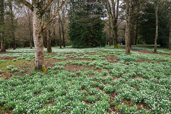 Colesbourne-3